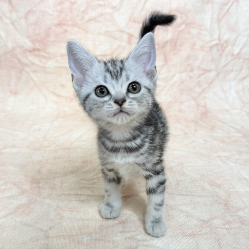 アメリカンショートヘアー