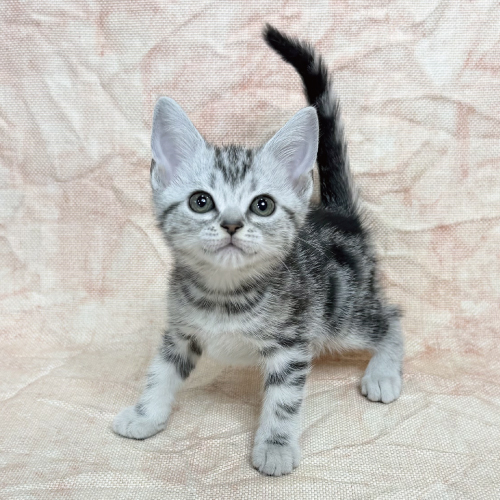 アメリカンショートヘアー