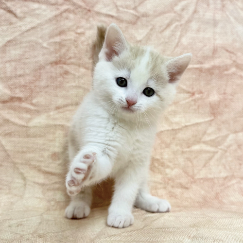 スコティッシュフォールド