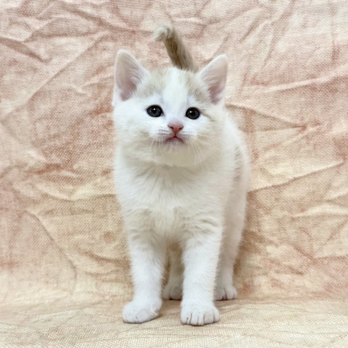 スコティッシュフォールド