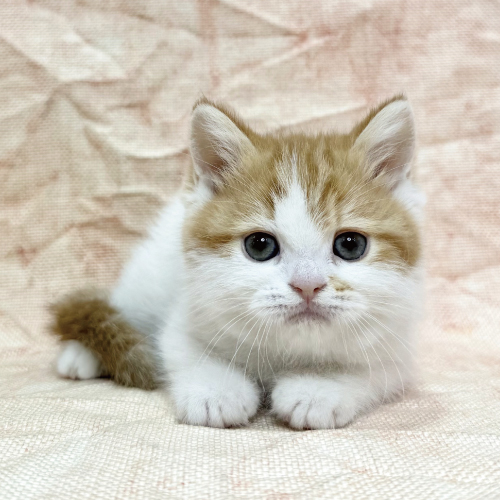 スコティッシュフォールド