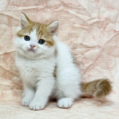 スコティッシュフォールド