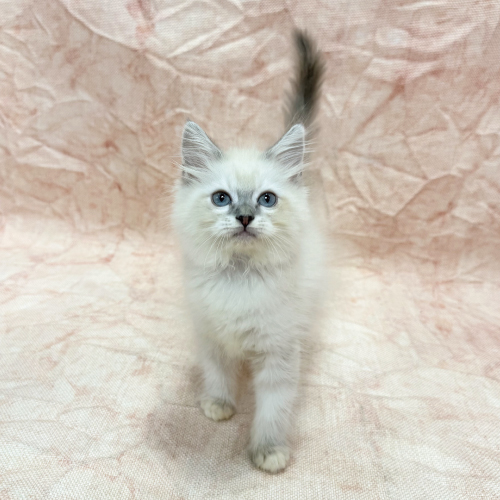 ネヴァマスカレード