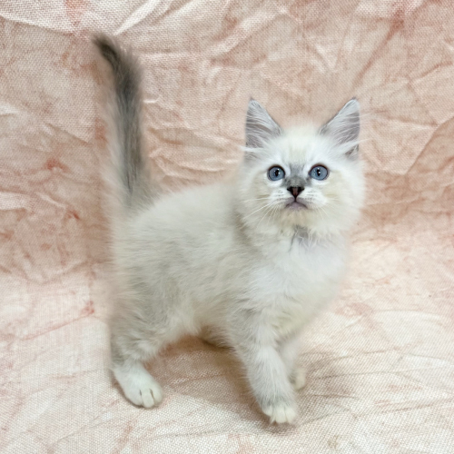 ネヴァマスカレード