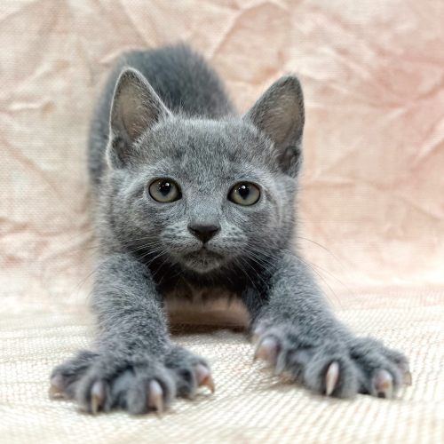 ロシアンブルー