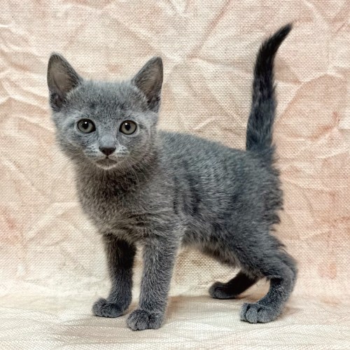 ロシアンブルー