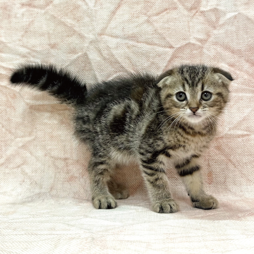 スコティッシュフォールド