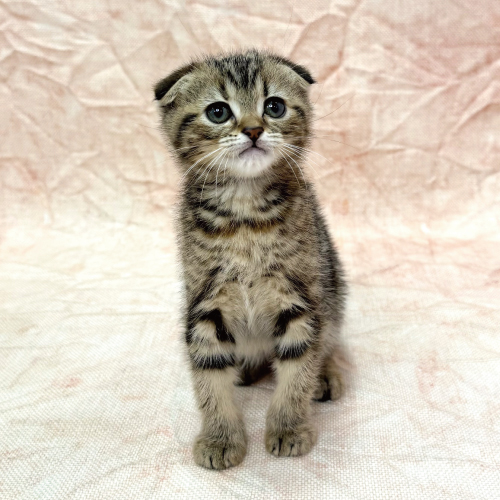 スコティッシュフォールド