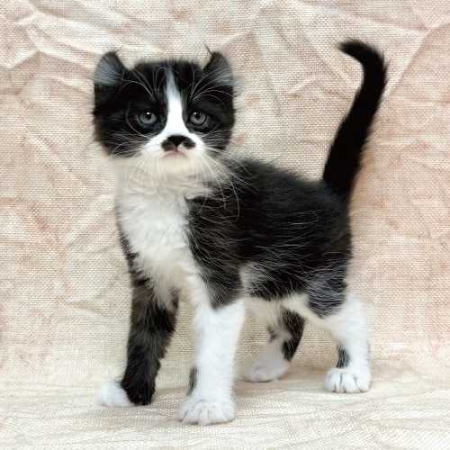 アメリカンカール