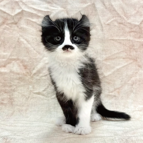 アメリカンカール