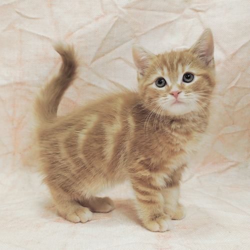 アメリカンショートヘアー