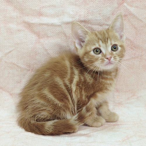 アメリカンショートヘアー