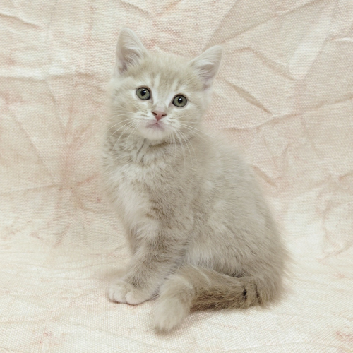 アメリカンショートヘアー