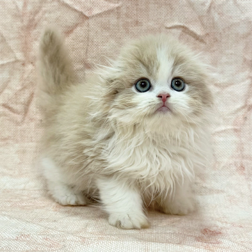 スコティッシュフォールド