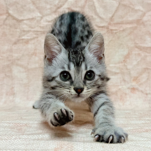 エジプシャンマウ