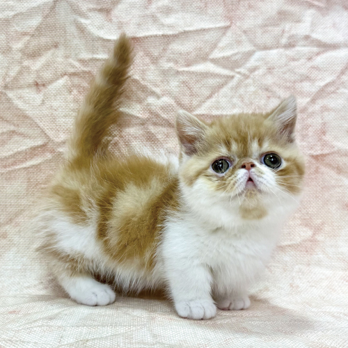 ミヌエット