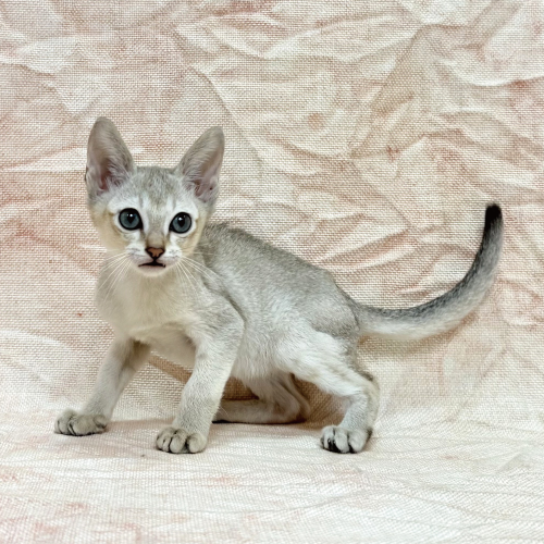 シンガプーラ