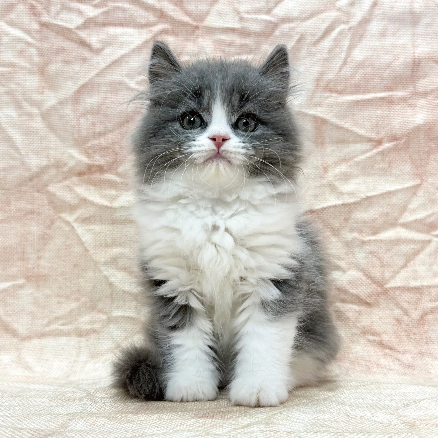 あなたにピッタリなペットが見つかります（猫）｜ペットのことならZOO