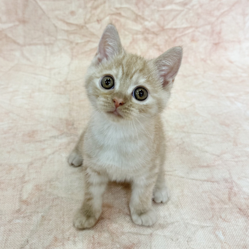 スコティッシュフォールド