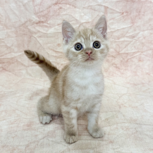 あなたにピッタリなペットが見つかります（猫）｜ペットのことならZOO