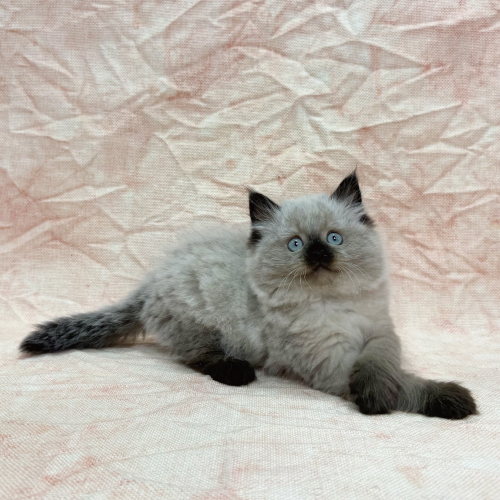 ヒマラヤン