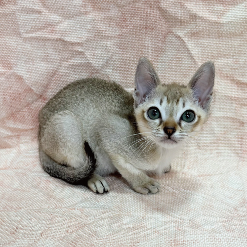 シンガプーラ