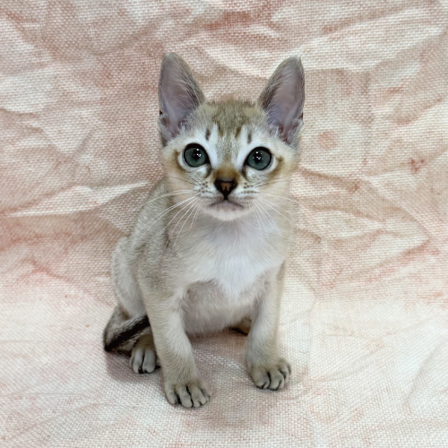 シンガプーラ