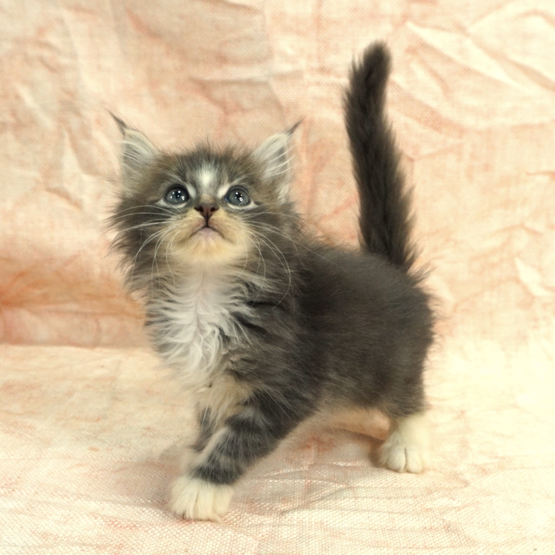 ノルウェージャン