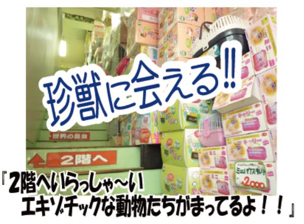 ZOO珍獣サファリ画像