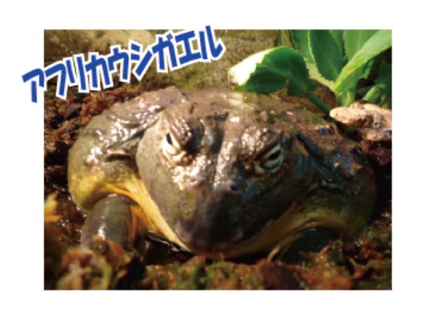ZOO珍獣サファリ画像