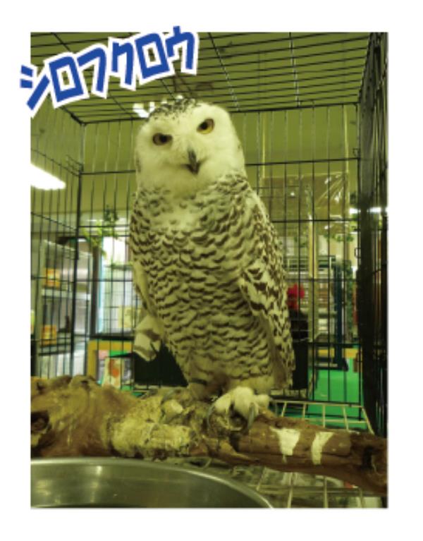 ZOO珍獣サファリ画像