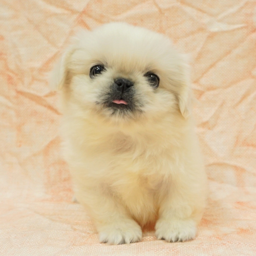あなたにピッタリなペットが見つかります(犬)|ペットのことならZOO