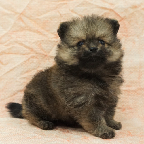 あなたにピッタリなペットが見つかります(犬)|ペットのことならZOO