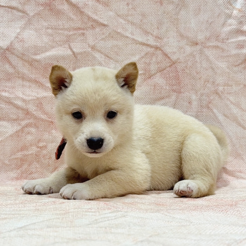 柴犬