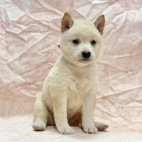 柴犬