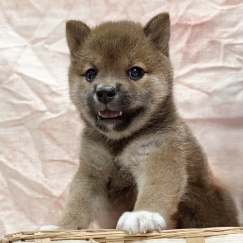 柴犬