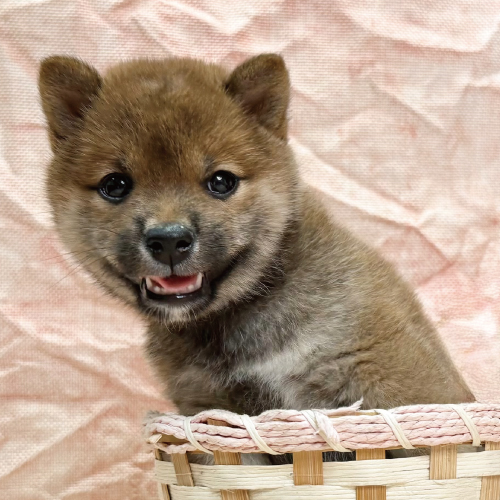 柴犬