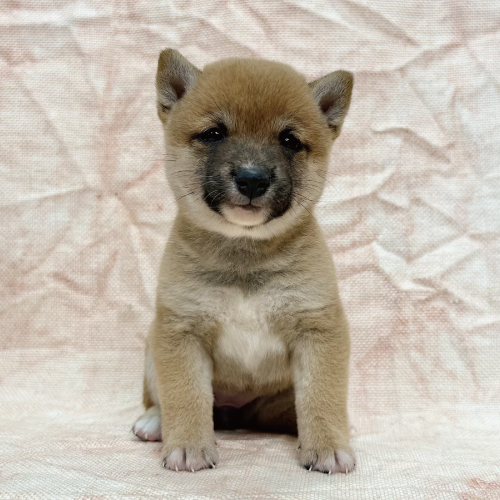 豆柴犬