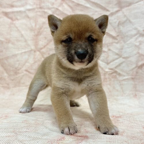 柴犬