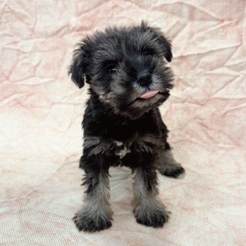 ミニチュアシュナウザー