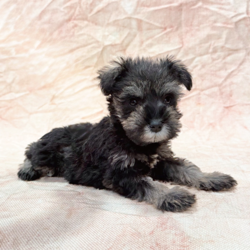 ミニチュアシュナウザー