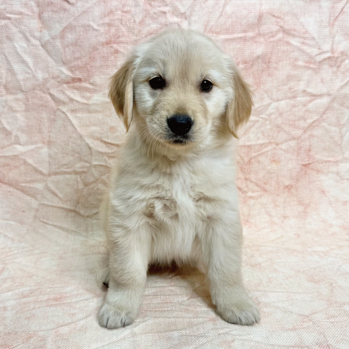 ゴールデンレトリバー