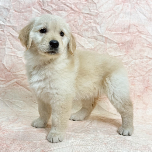 ゴールデンレトリバー