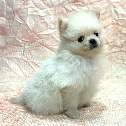 ポメラニアン