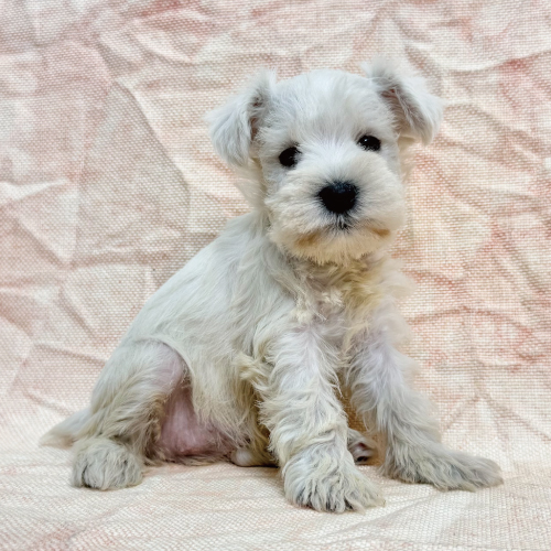 ミニチュアシュナウザー