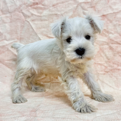 ミニチュアシュナウザー