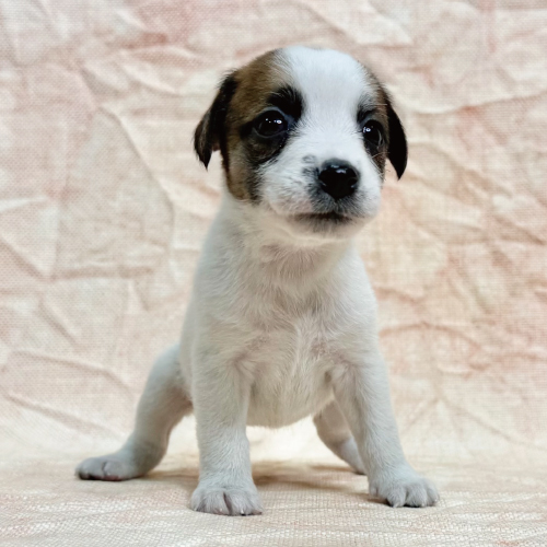 ジャックラッセルテリア