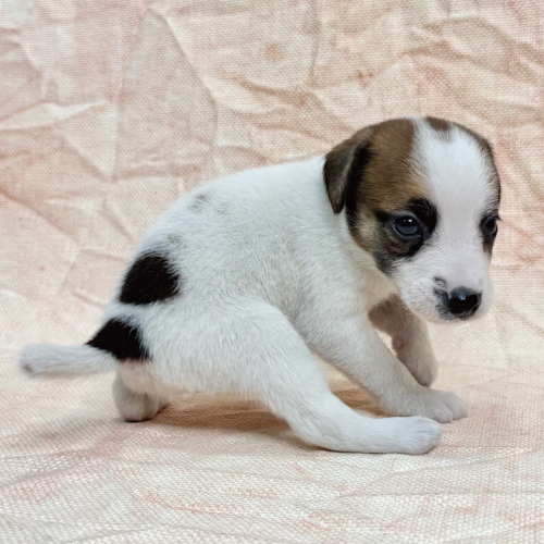 ジャックラッセルテリア