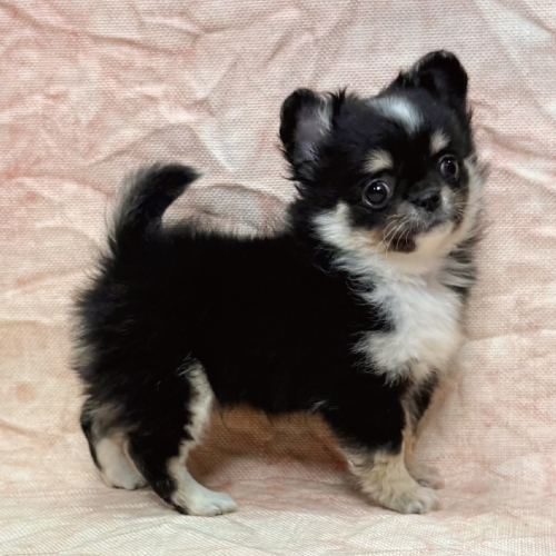 ロングコートチワワ