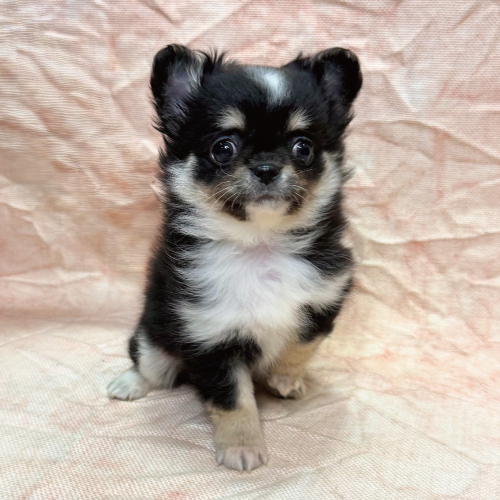 ロングコートチワワ